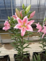 [1876 Roberta DJ No02.JPG]